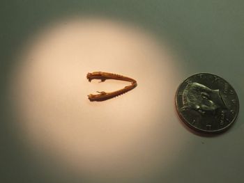 Media type: image;   Herpetology R-18364